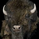 Buffalo_24x36