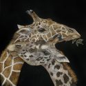 Giraffe_18x14
